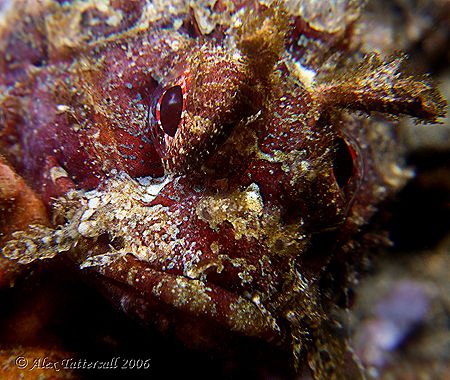 Bewildered looking stonefish raising an eyebrow ... Fuji ... by Alex Tattersall 