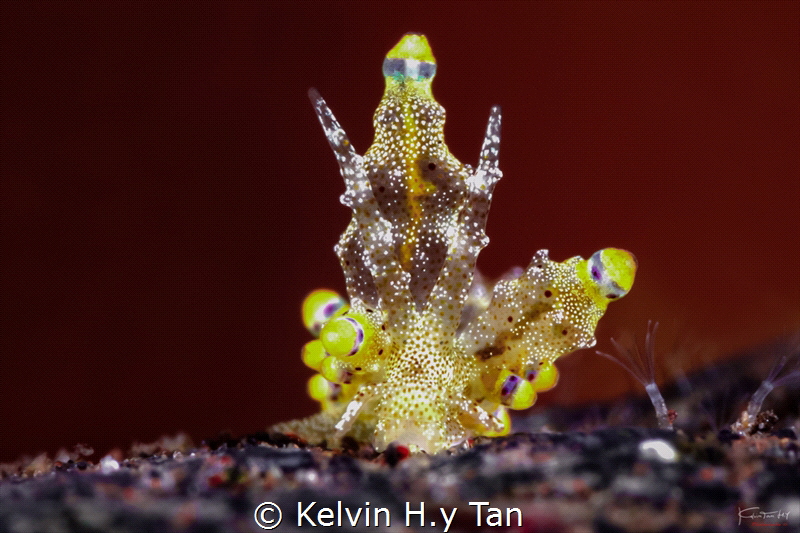Eubranchus sp.2 by Kelvin H.y Tan 