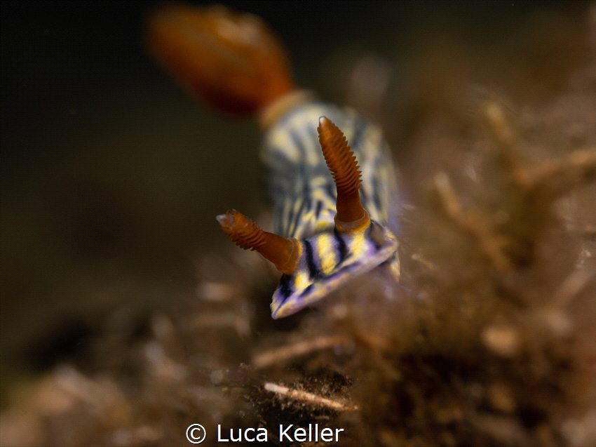 Nembrotha Zephyra "running" into me. by Luca Keller 
