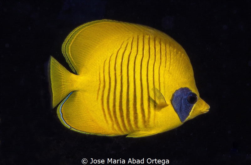 Chaetodon semilarvatus
Golden Semilarvatus Butterflyfish... by Jose Maria Abad Ortega 