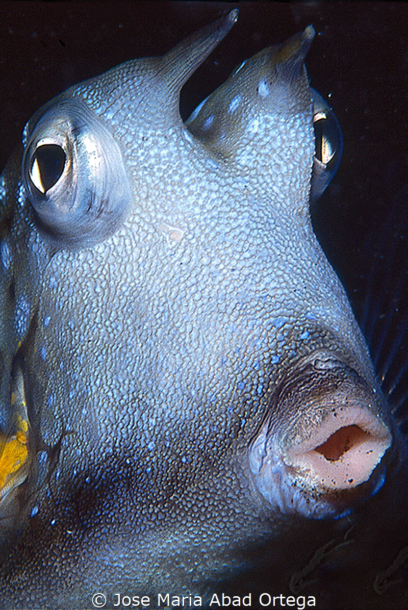 Longhorn cowfish portraid (Lactoria cornuta) 
Lembeh str... by Jose Maria Abad Ortega 