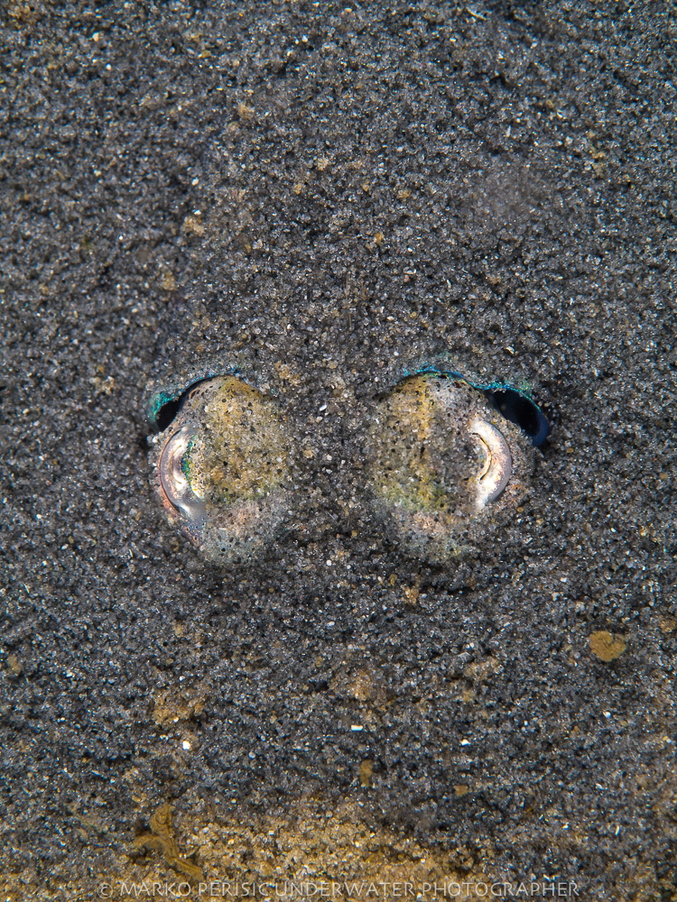 SEPIOLAEYES by Marko Perisic 