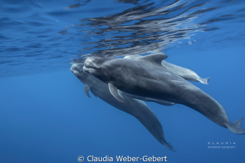 Pilot whiles at the coast of Tenerife Island - with speci... by Claudia Weber-Gebert 