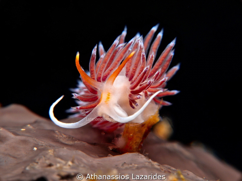 Cratena peregrina from Cyprus, Mediterranean Sea 
Panaso... by Athanassios Lazarides 