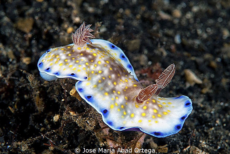 Hypselodoris bollandi by Jose Maria Abad Ortega 