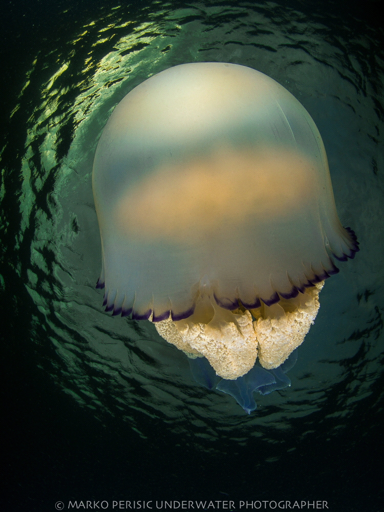 BARRELJELLYFISH by Marko Perisic 