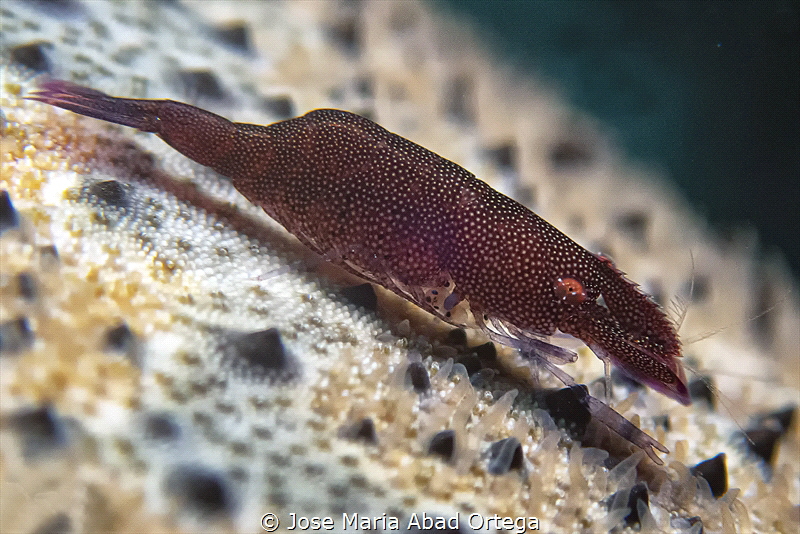 Periclimenes soror shrimp on Pillow starfish,Culcita nova... by Jose Maria Abad Ortega 