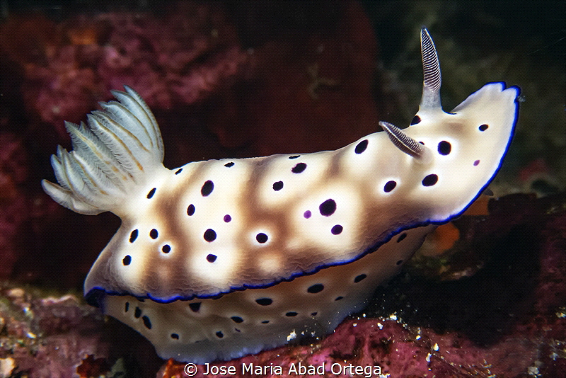 Goniobranchus leopardus by Jose Maria Abad Ortega 