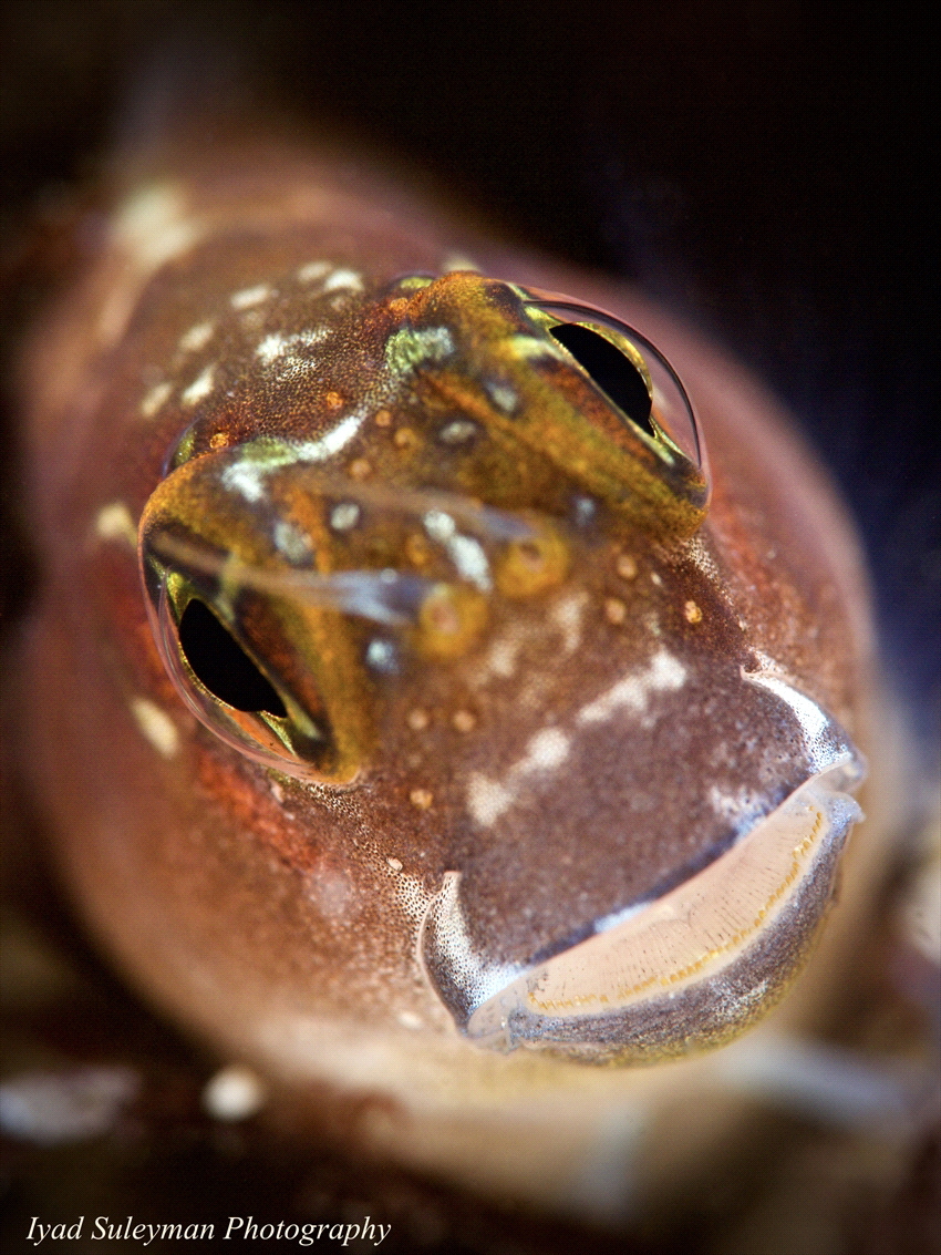 Blenny Portrait, UAE,
Ras Al Khaimah, 4.11.2021
CANON 6... by Iyad Suleyman 