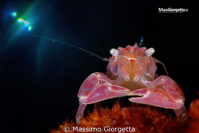 LYSSOPORCELLAIN CRAB in Komodo by Massimo Giorgetta 