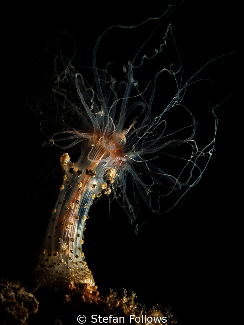 Reconciliation
Tuberculate Night Anemone, - Alicia sansi... by Stefan Follows 