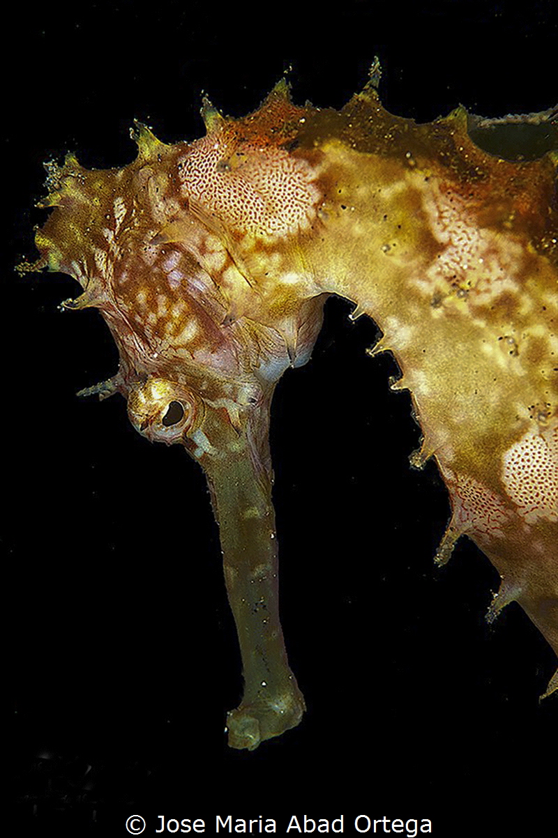 Thorny seahorse (Hippocampus hystrix).
Indonesia Bunaken... by Jose Maria Abad Ortega 
