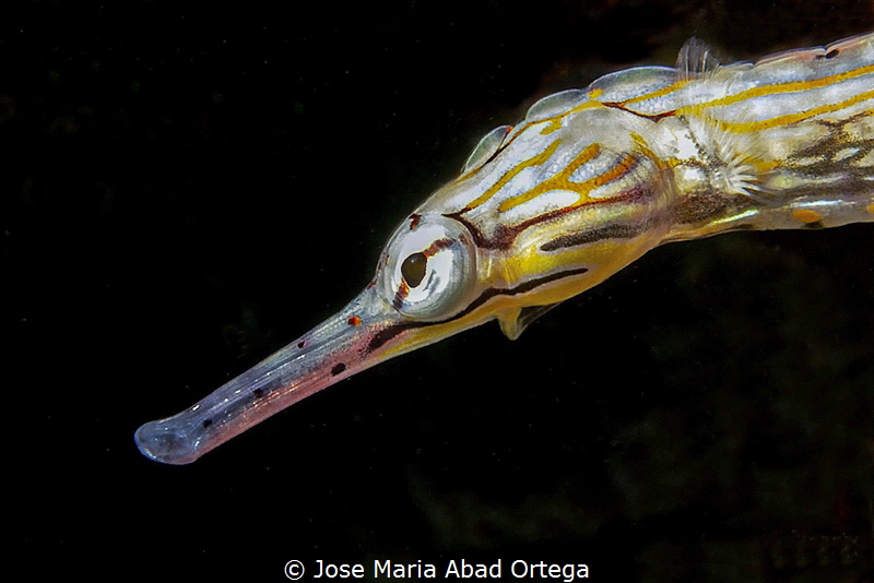 Messmate pipefish face detail
Corythoichthys haematopter... by Jose Maria Abad Ortega 
