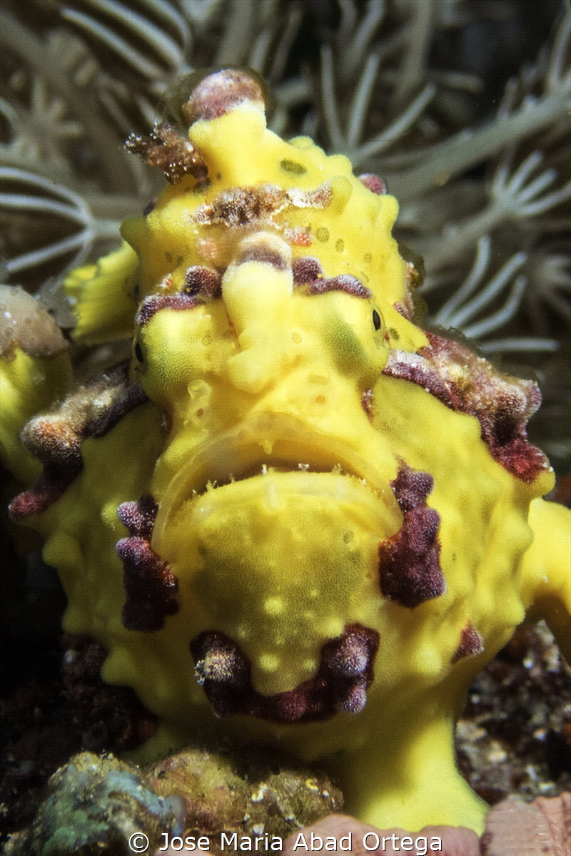 Yellow frog fish portrait by Jose Maria Abad Ortega 