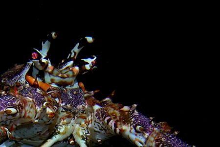 Lobster on night dive, Grand Cayman. Sea and Sea DX5000. by David Heidemann 