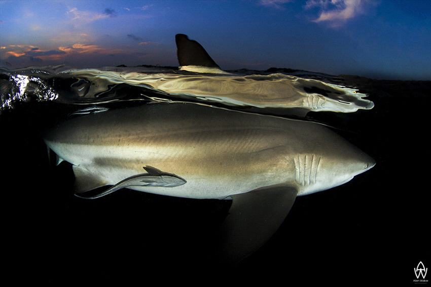 “Glimmer”

Got awesome reflections in this shot that ju... by Allen Walker 