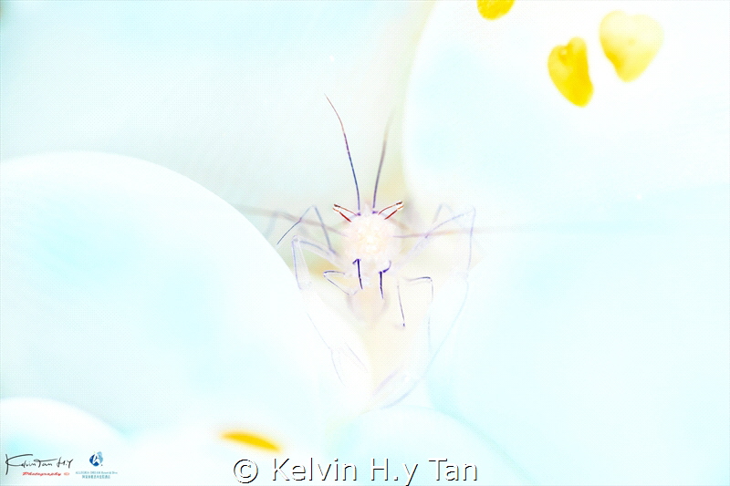 Anemone shrimp by Kelvin H.y Tan 