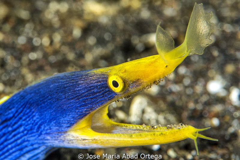 Ribbon eel (Rhinomuraena quaesita) by Jose Maria Abad Ortega 