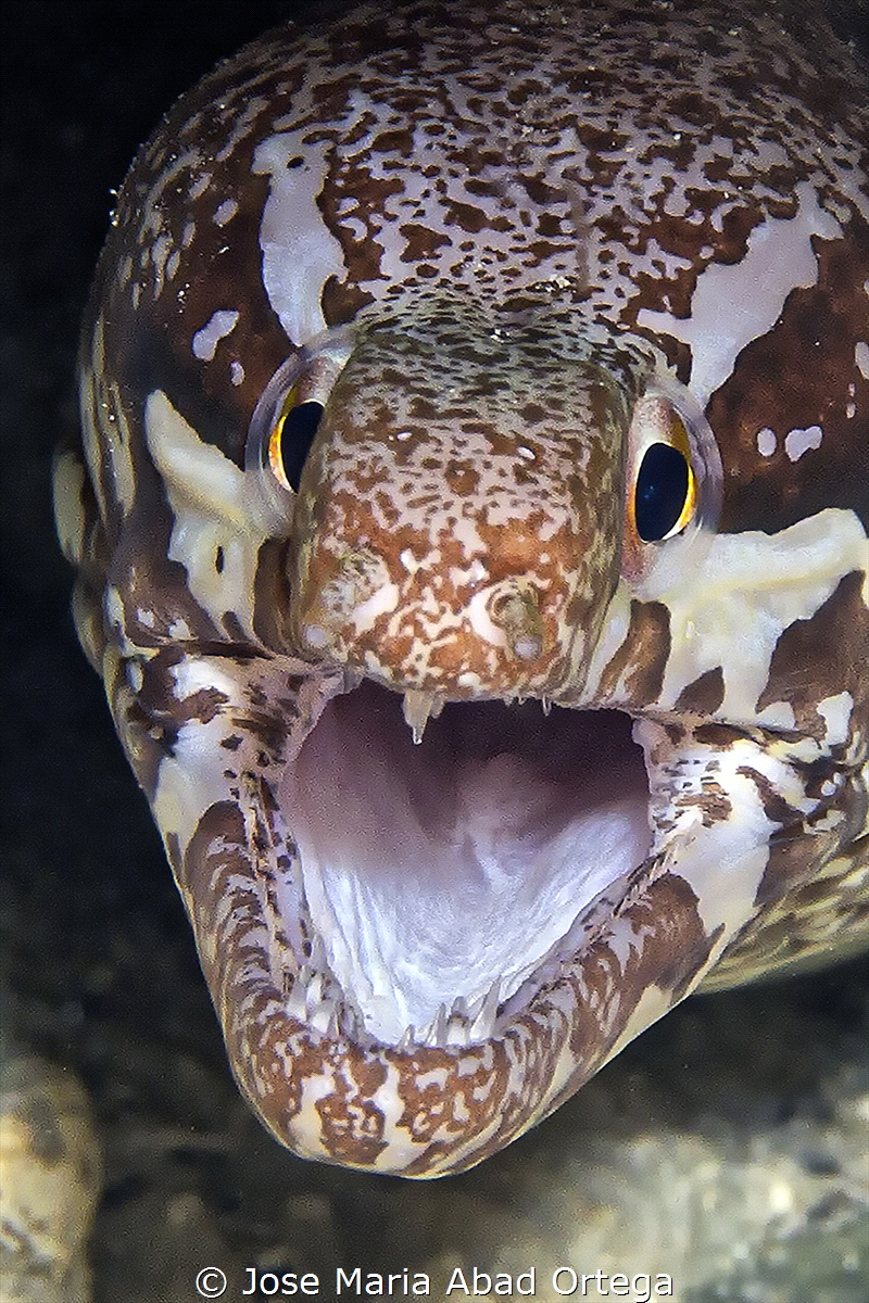 Barred-fin moray (Gymnothorax zonipectis) by Jose Maria Abad Ortega 