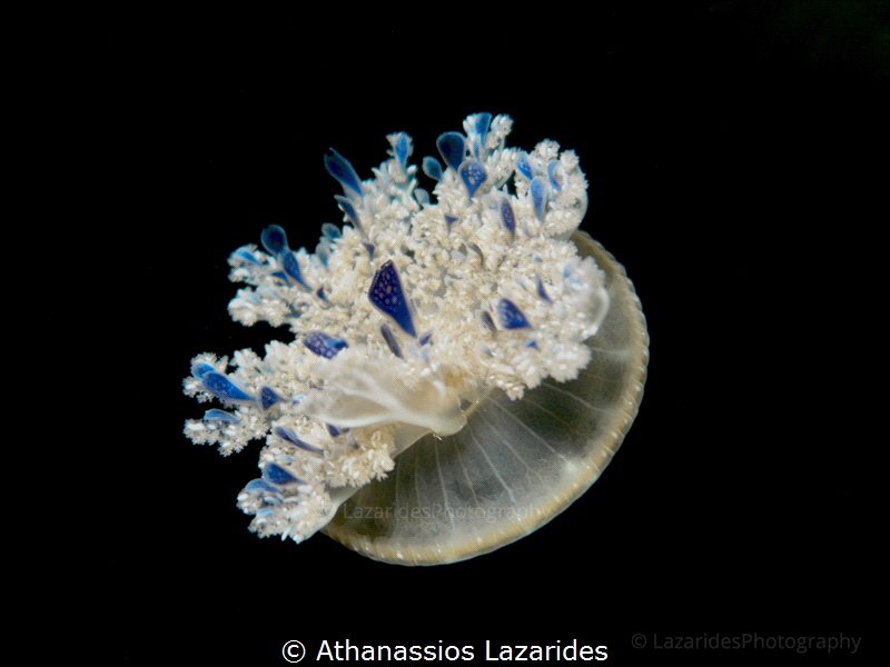 Cassiopeia andromeda 
Panasonic LX100 II & Ikelite WD-4 ... by Athanassios Lazarides 