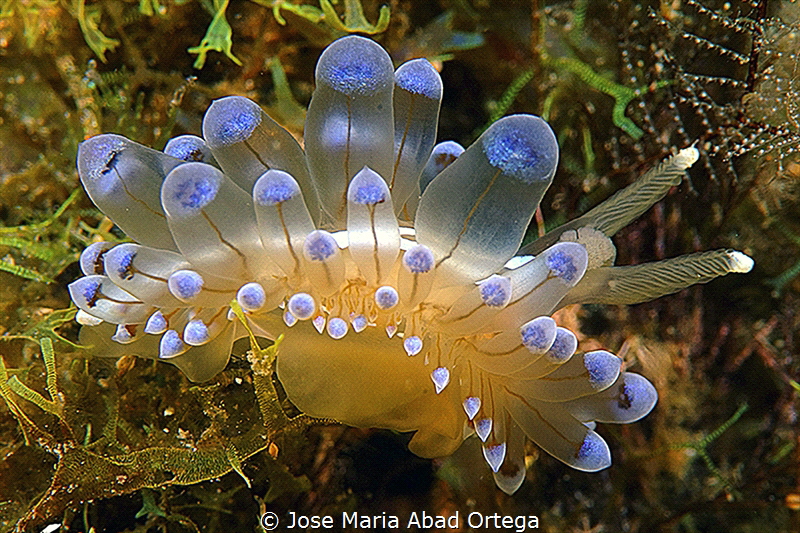Janolus cristatus (Antiopella cristata) by Jose Maria Abad Ortega 