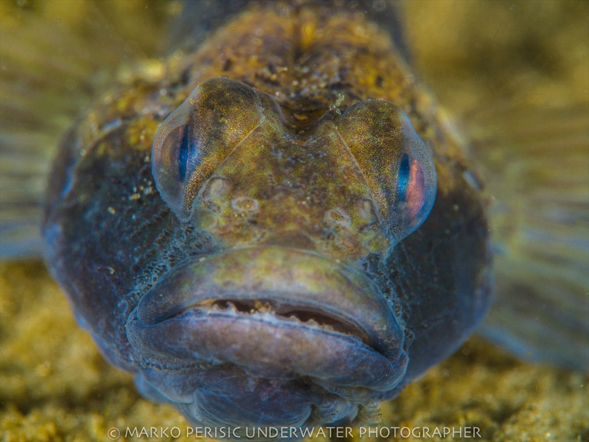 BLACKGOBY by Marko Perisic 
