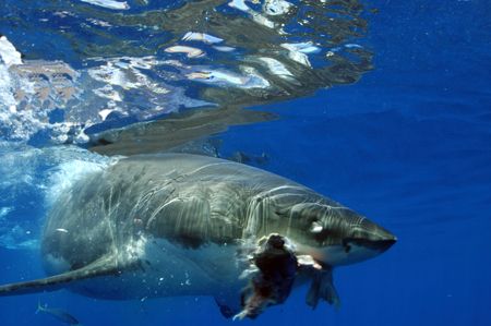 got it great white by Trevor Smith 