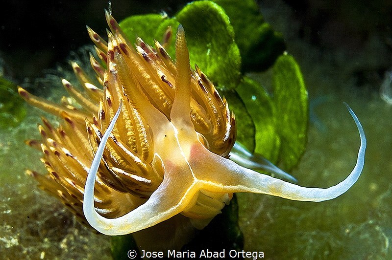 Dondice banyulensis or Godiba banyulensis by Jose Maria Abad Ortega 