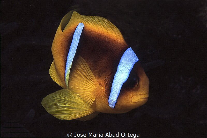 Amphiprion bicinctus (Red Sea clownfish)
Egypt 2003
Fil... by Jose Maria Abad Ortega 
