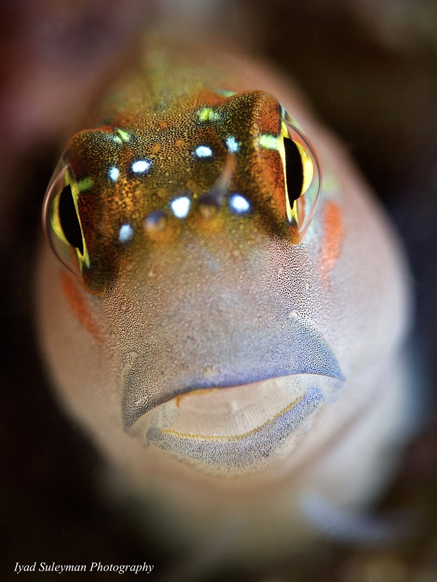 Blenny Portrait, UAE,
CANON 60D, 100mm macro lens, SMC-1... by Iyad Suleyman 
