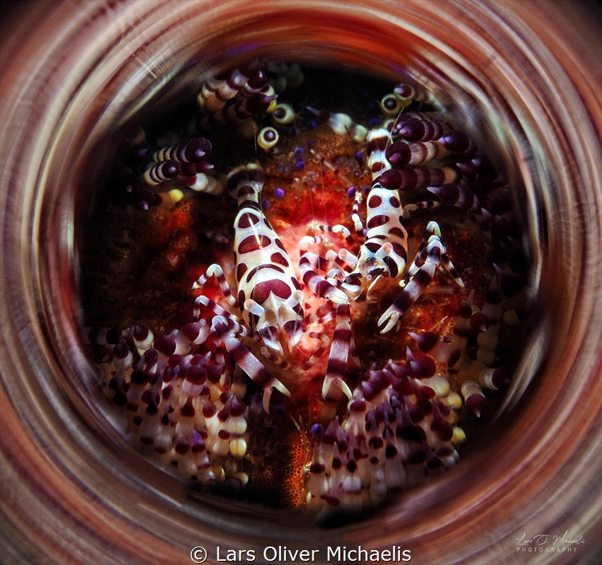Colemans on fire-sea urchin
(magic tube & snoot) by Lars Oliver Michaelis 