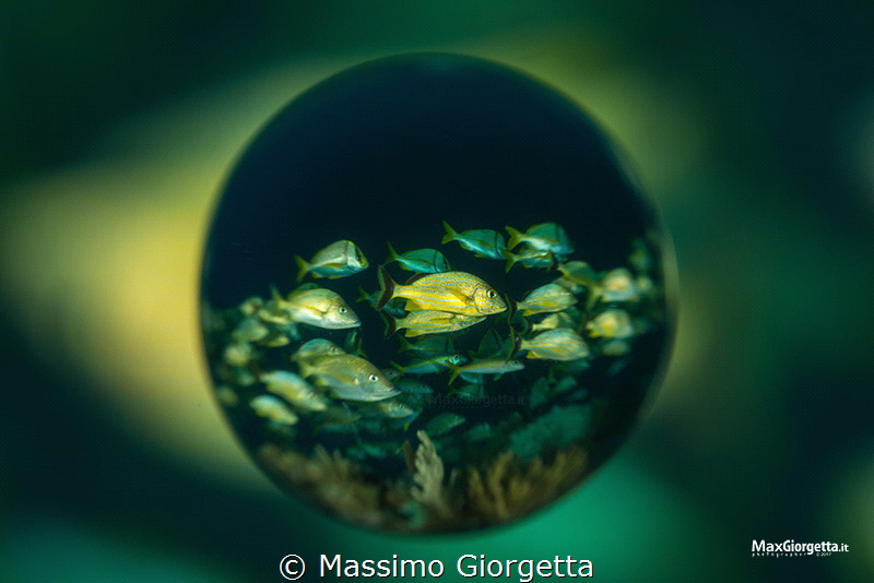 Garden of the queen - with lens ball by Massimo Giorgetta 