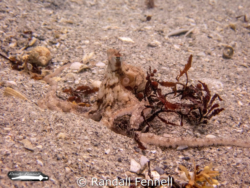 My first octo! Taken in waist deep water at Blue Heron, I... by Randall Fennell 
