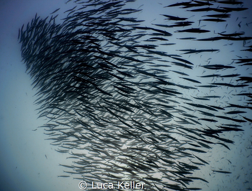 Barracuda Silhouette by Luca Keller 