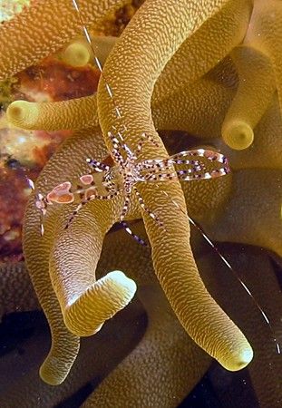 Cleaner shrimp on anemone at Key Largo, Florida, 8/06. Ta... by Carl Matisse 