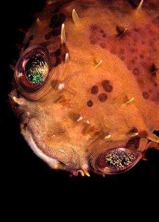 Burrfish with eye sparkle.
D2x 60mm by Rand Mcmeins 