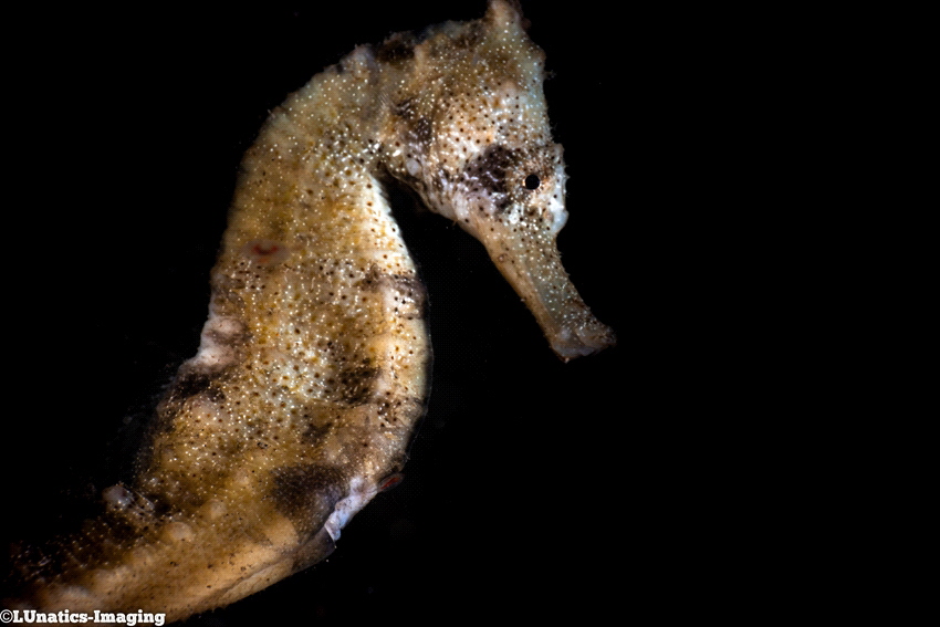 Seahorse on Black Background by Luca Keller 