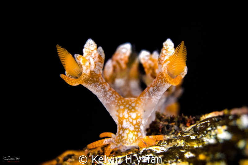 Bornella stelifer by Kelvin H.y Tan 