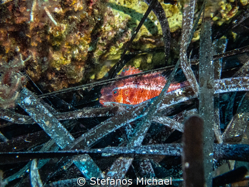 Pteragogus trispilus by Stefanos Michael 