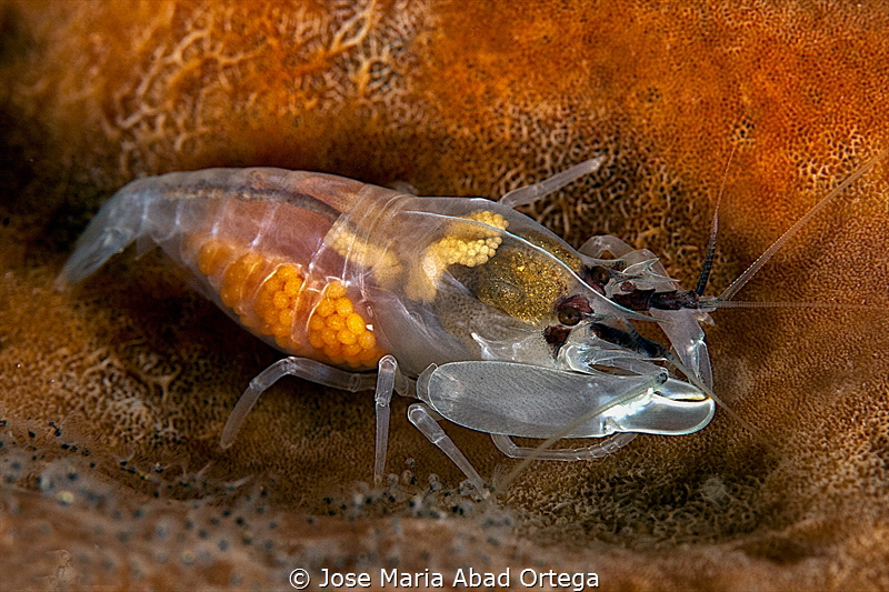 XRay !!!!!
Shrimp in Bangka Island North Sulawesi by Jose Maria Abad Ortega 