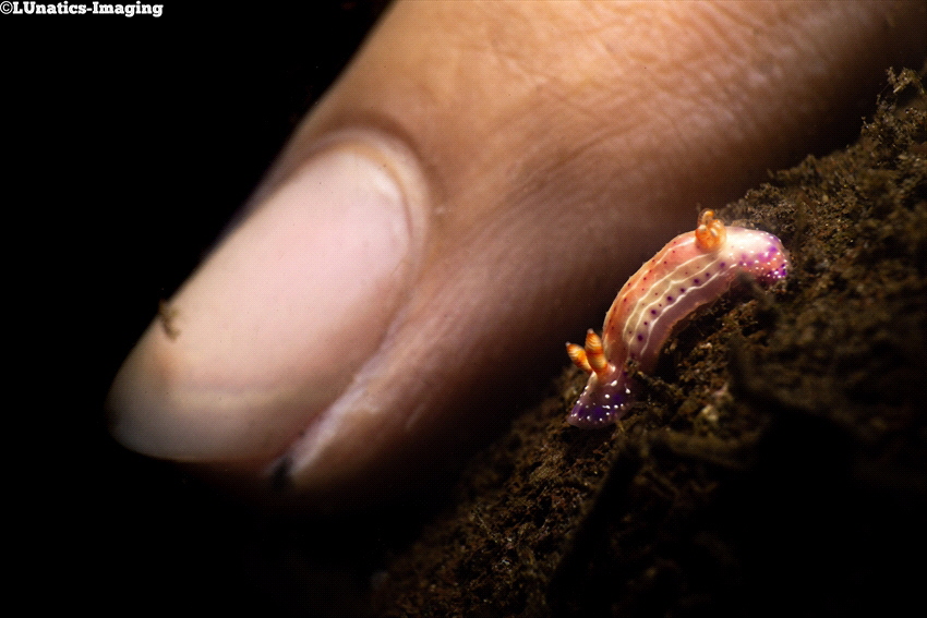 Nudibranch Size Comparison by Luca Keller 