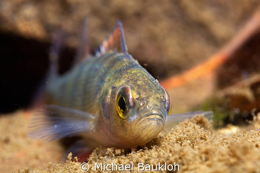 Perch by Michael Baukloh 