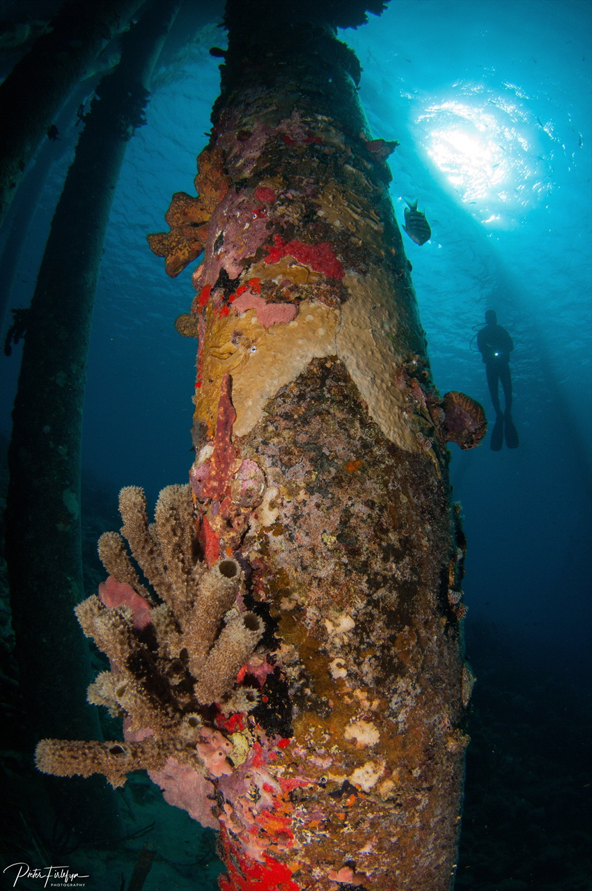 Bonaire - Salt Pier by Pieter Firlefyn 
