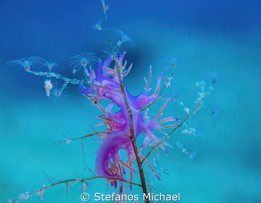 Flabellina affinis by Stefanos Michael 
