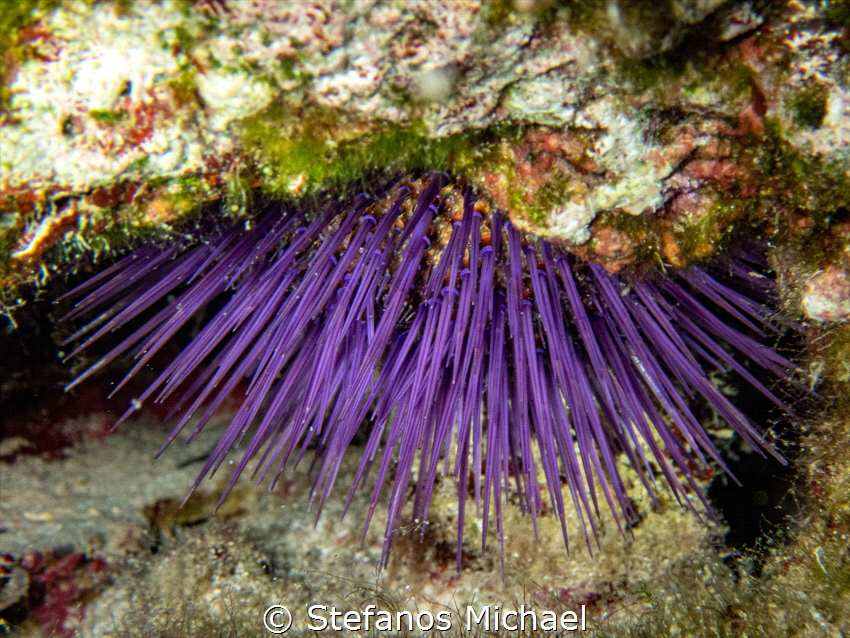 Purple Sea Urchin - Paracentrotus lividus by Stefanos Michael 