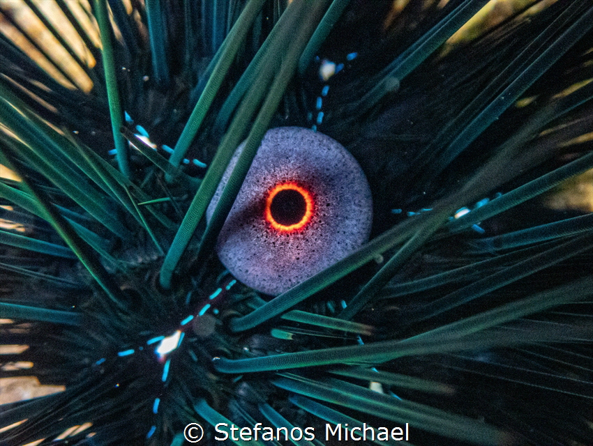 Long-spined Sea Urchin - Diadema setosum by Stefanos Michael 