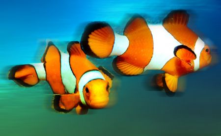 touch up some nemos in photoshop.. by Iman Brotoseno 