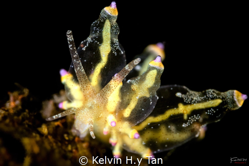 Eubranchus sp.2 by Kelvin H.y Tan 