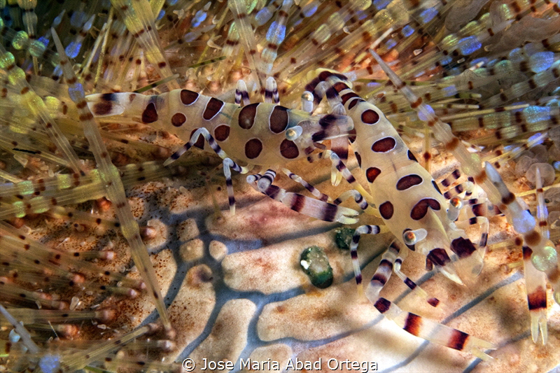 Coleman shrimp couple on fire orchid by Jose Maria Abad Ortega 