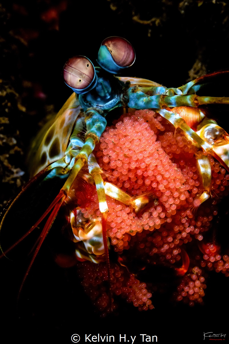 Mantis shrimp by Kelvin H.y Tan 